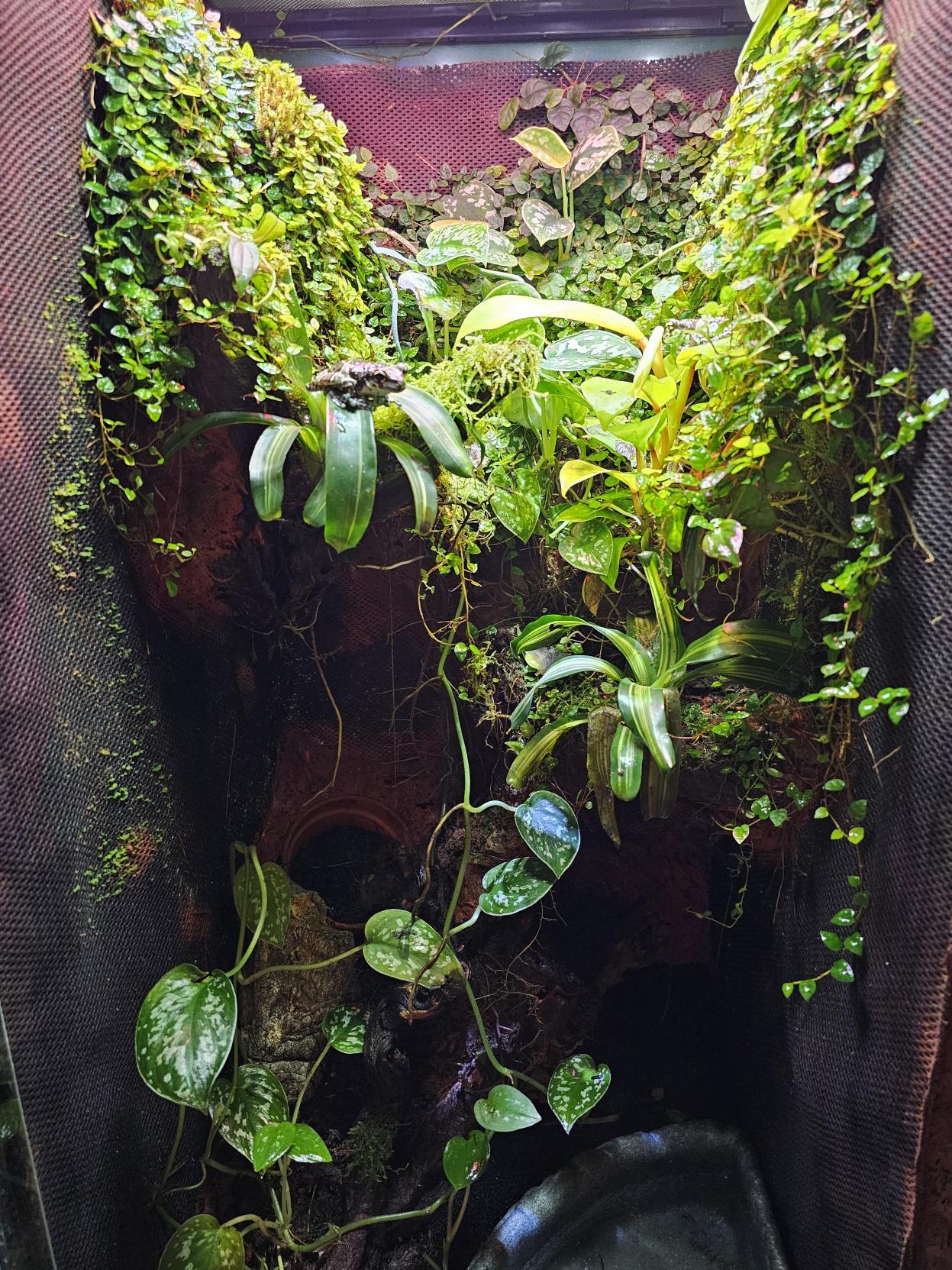 Amazon Milk Frog Terrarium